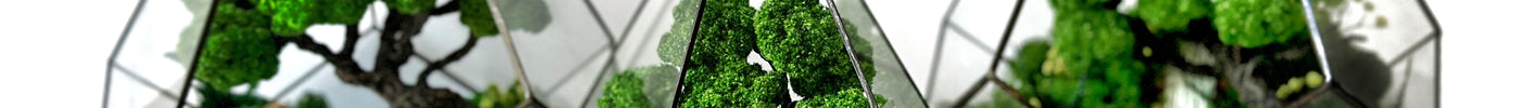 How to care for mossariums? - MagicGardens