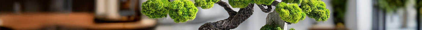 The Beauty of Preserved Moss: Real Greenery That Lasts for Years
