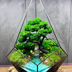 Terrariums - MagicGardens