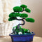 Bonsai - MagicGardens