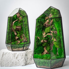 Collection image for: Open Terrariums