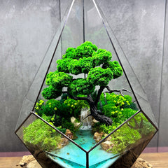 Collection image for: Terrariums