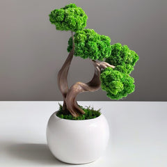 Collection image for: Mini Bonsai