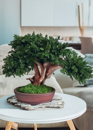 Handmade Preserved Juniper Bonsai Tree in Ceramic Pot – No Maintenance Indoor Plant, Japanese Zen Decor, Japandi Home Accent