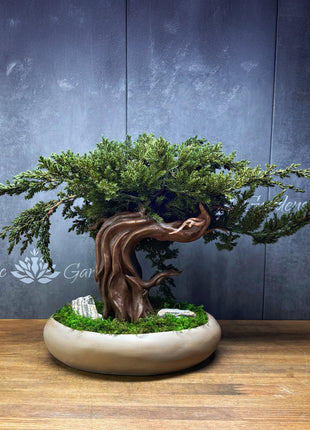 Preserved Juniper Bonsai Tree in Ceramic Pot – Handmade Zen Moss Sculpture
