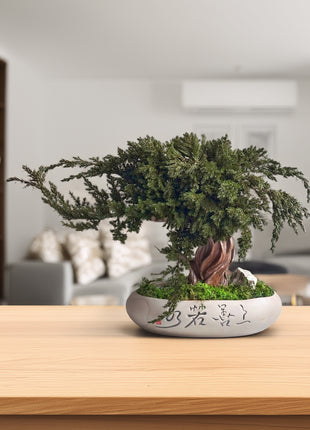 Preserved Juniper Bonsai Tree in Ceramic Pot – Handmade Zen Moss Sculpture
