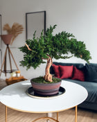 Preserved Juniper Bonsai Tree – Handmade Japanese Moss Bonsai Decor in Ceramic Pot | No Watering Zen Gift