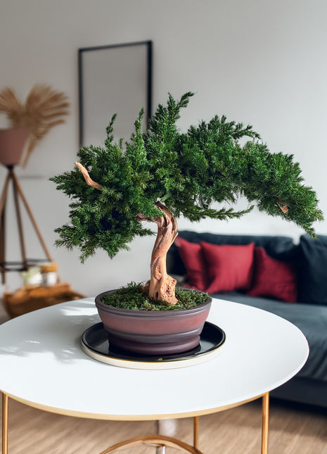 Preserved Juniper Bonsai Tree – Handmade Japanese Moss Bonsai Decor in Ceramic Pot | No Watering Zen Gift