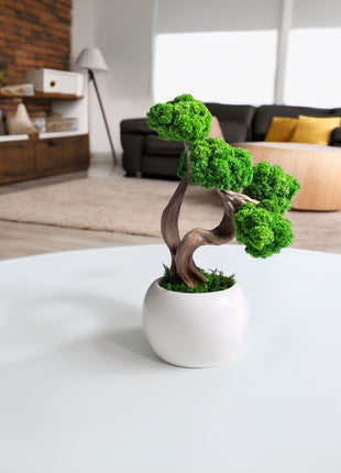 Mini Preserved Moss Bonsai Tree in White Ceramic Pot – Handmade Zen Desk Decor