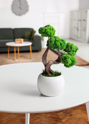 Mini Preserved Moss Bonsai Tree in White Ceramic Pot – Handmade Zen Desk Decor
