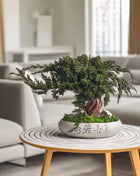 Preserved Juniper Bonsai Tree in Ceramic Pot – Handmade Zen Moss Sculpture