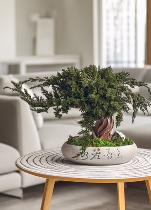Preserved Juniper Bonsai Tree in Ceramic Pot – Handmade Zen Moss Sculpture