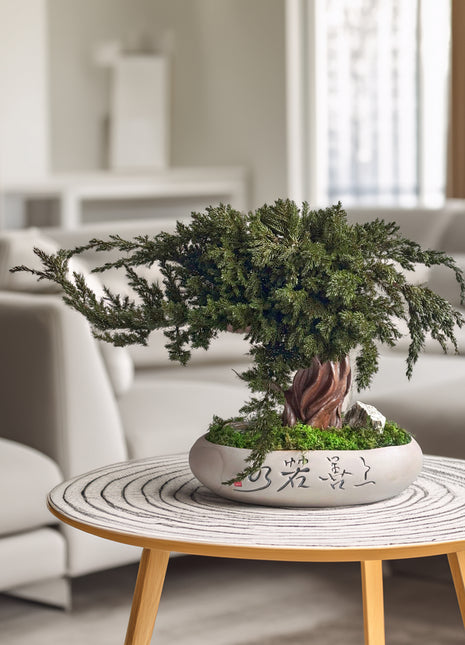 Preserved Juniper Bonsai Tree in Ceramic Pot – Handmade Zen Moss Sculpture