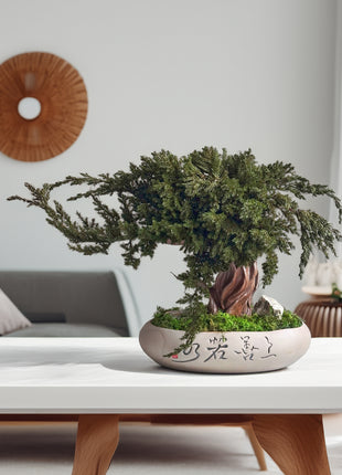 Preserved Juniper Bonsai Tree in Ceramic Pot – Handmade Zen Moss Sculpture