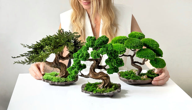Person holding three small bonsai trees on a white surface