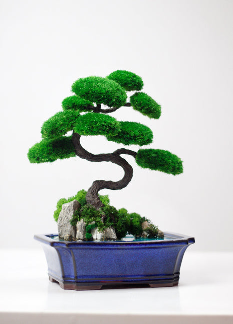 Bonsai on rocks with stabilized plants