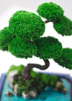 Bonsai tree on rocks with stabilized plants