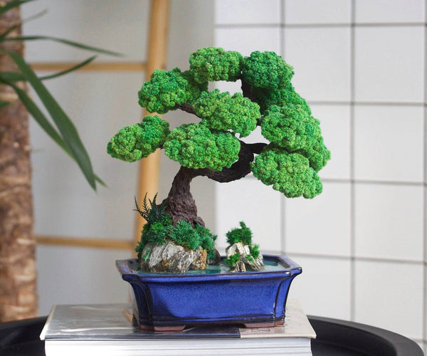 Bonsai mit konserviertem Moos - Glücksbaum Tischdekoration für Zuhause