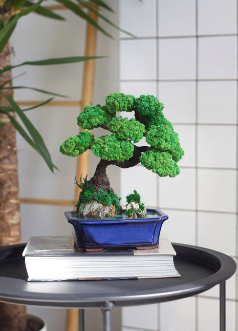 Bonsai on rocks with stabilized plants