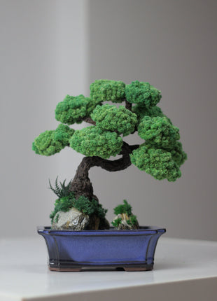 Bonsai tree on rocks with stabilized plants