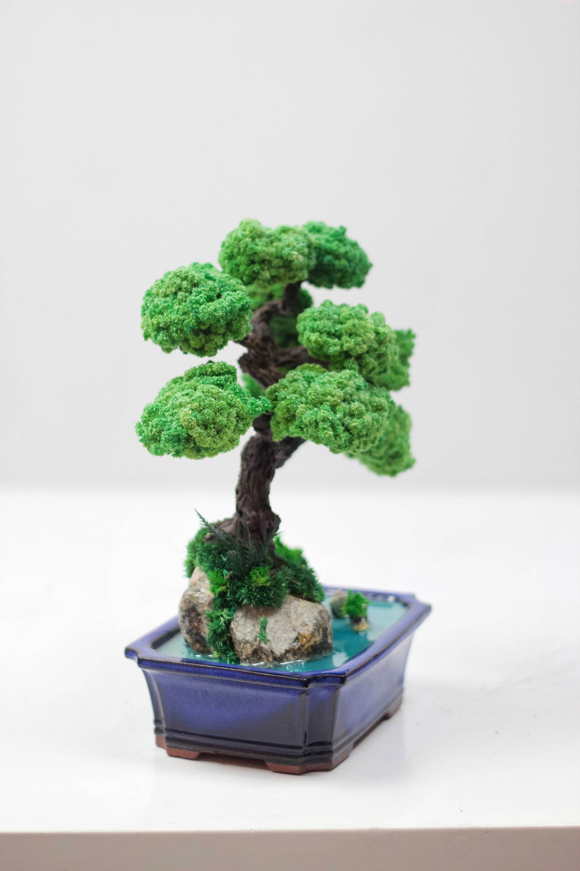 bonsai lucky tree Bonsai with Preserved moss