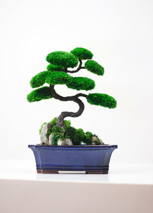 Bonsai tree on rocks with stabilized plants and  preserved moss