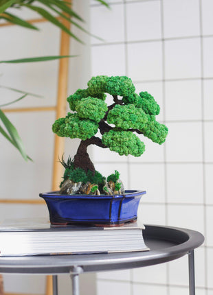 Bonsai tree with stabilized plants and preserved moss on the rocks