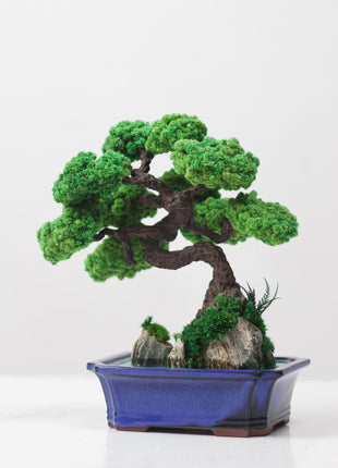 Bonsai tree with stabilized plants on the rocks