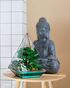 Terrarium in a pyramid with a forest waterfall and a bonsai tree Paradise Corner - MagicGardens