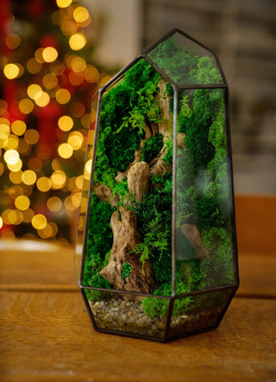 Crystal  glass geometric  terrarium with preserved moss