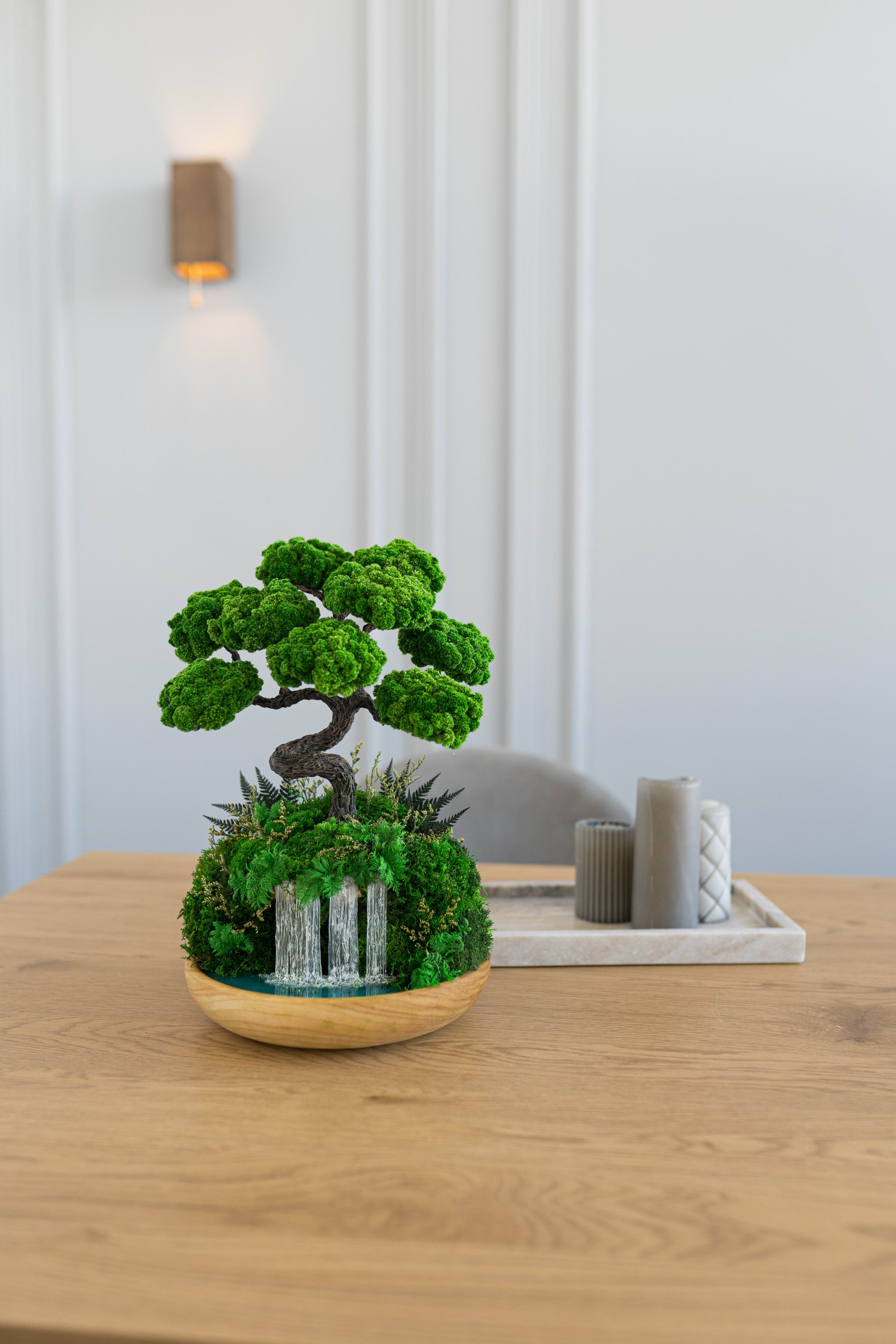 amuseable bonsai tree Indoor ☀️ bonsai with Preserved moss - Handmade bonsai tree on Waterfall