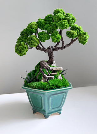 Zen garden Preserved Moss Bonsai