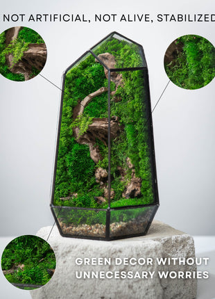 Geometric glass terrarium with greenery on a white background, emphasizing natural elements.