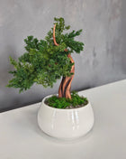 No-Care Juniper Bonsai in White Ceramic Pot | Preserved Mini Tree Decor