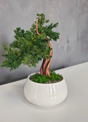 No-Care Juniper Bonsai in White Ceramic Pot | Preserved Mini Tree Decor