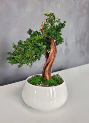 No-Care Juniper Bonsai in White Ceramic Pot | Preserved Mini Tree Decor