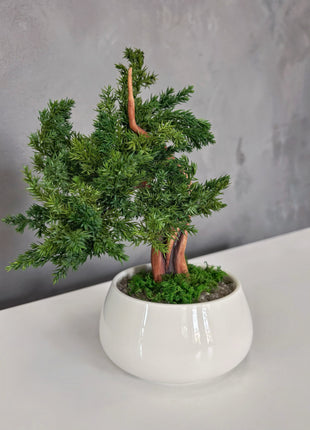 No-Care Juniper Bonsai in White Ceramic Pot | Preserved Mini Tree Decor