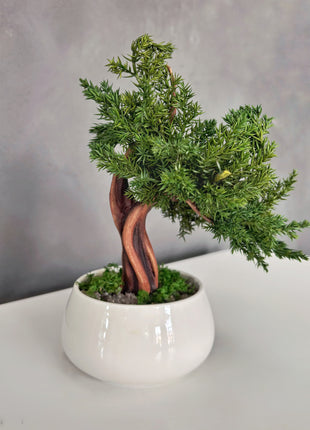 No-Care Juniper Bonsai in White Ceramic Pot | Preserved Mini Tree Decor