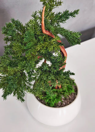 No-Care Juniper Bonsai in White Ceramic Pot | Preserved Mini Tree Decor