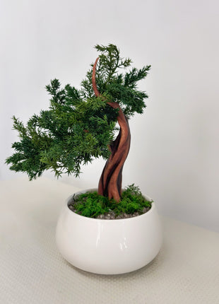 No-Care Juniper Bonsai in White Ceramic Pot | Preserved Mini Tree Decor