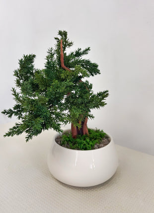 No-Care Juniper Bonsai in White Ceramic Pot | Preserved Mini Tree Decor