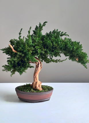 Preserved Juniper Bonsai Tree – Handmade Japanese Moss Bonsai Decor in Ceramic Pot | No Watering Zen Gift