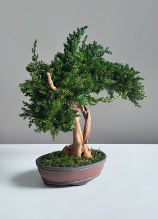 Preserved Juniper Bonsai Tree – Handmade Japanese Moss Bonsai Decor in Ceramic Pot | No Watering Zen Gift