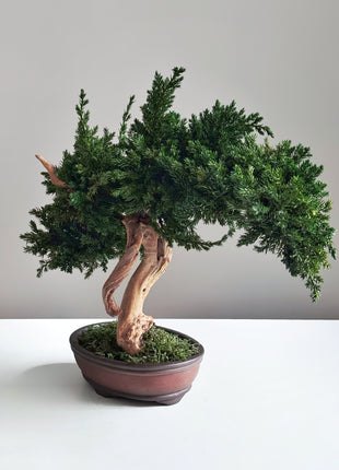 Preserved Juniper Bonsai Tree – Handmade Japanese Moss Bonsai Decor in Ceramic Pot | No Watering Zen Gift