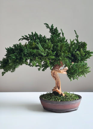 Preserved Juniper Bonsai Tree – Handmade Japanese Moss Bonsai Decor in Ceramic Pot | No Watering Zen Gift