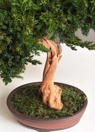 Preserved Juniper Bonsai Tree – Handmade Japanese Moss Bonsai Decor in Ceramic Pot | No Watering Zen Gift