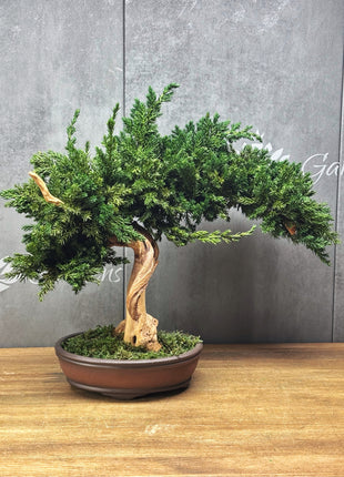 Preserved Juniper Bonsai Tree – Handmade Japanese Moss Bonsai Decor in Ceramic Pot | No Watering Zen Gift