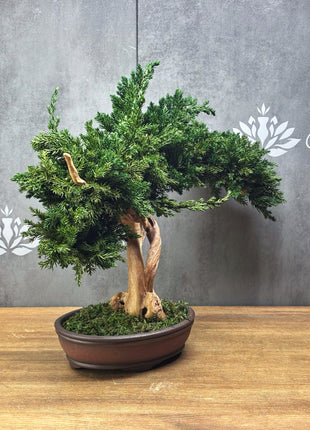 Preserved Juniper Bonsai Tree – Handmade Japanese Moss Bonsai Decor in Ceramic Pot | No Watering Zen Gift
