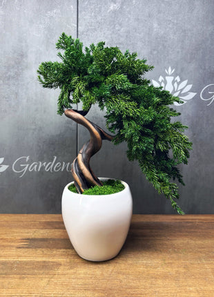Preserved Juniper Bonsai Tree in White Ceramic Pot – Handmade No Watering Faux Bonsai, Japandi Zen Home Decor, Unique Gift Idea