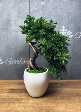 Preserved Juniper Bonsai Tree in White Ceramic Pot – Handmade No Watering Faux Bonsai, Japandi Zen Home Decor, Unique Gift Idea